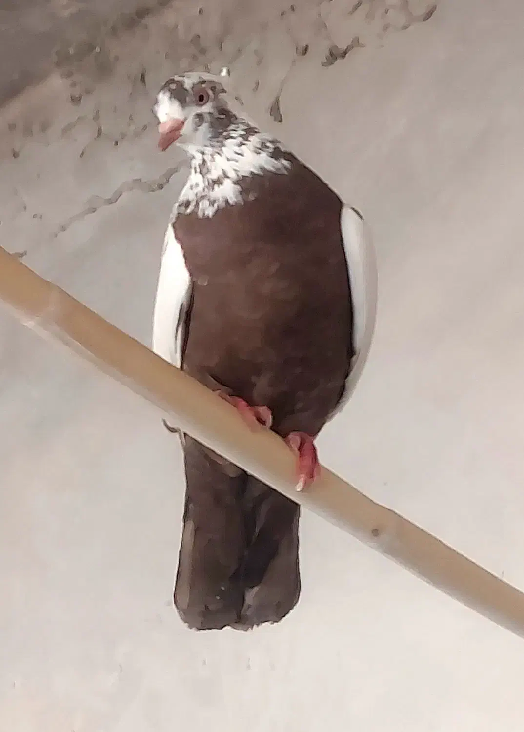 ماده دمبی|پرنده|اهواز, زیتون کارمندی|دیوار