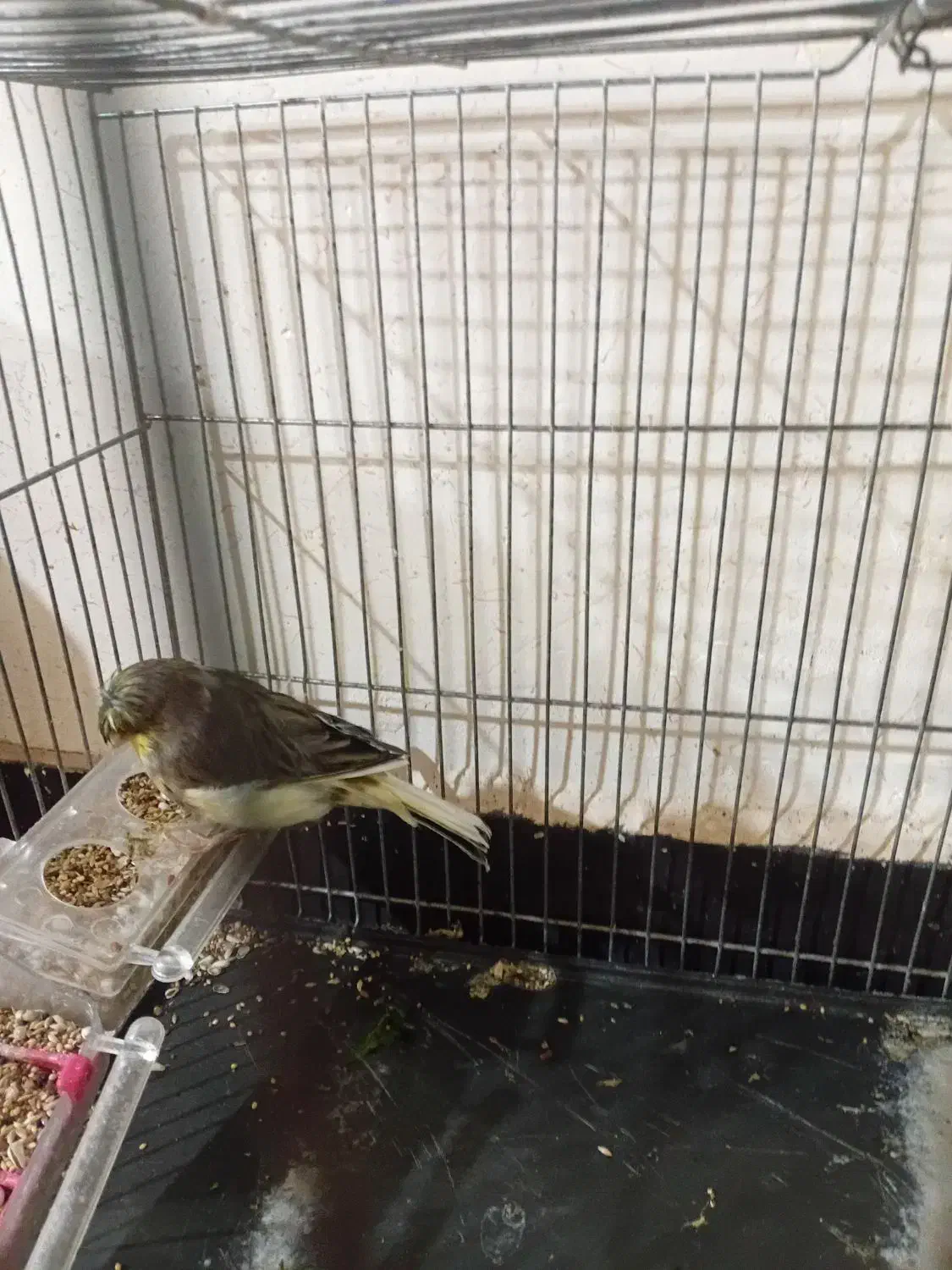 قناری ماده|پرنده|کیار, |دیوار