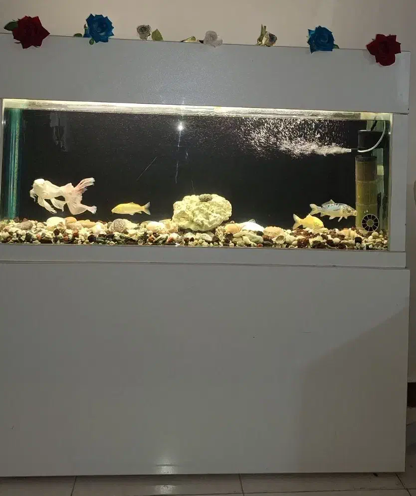 فروش آکواریم بزرگ چند کاره با تجهیزات|ماهی|رشت, کوی عرفان|دیوار