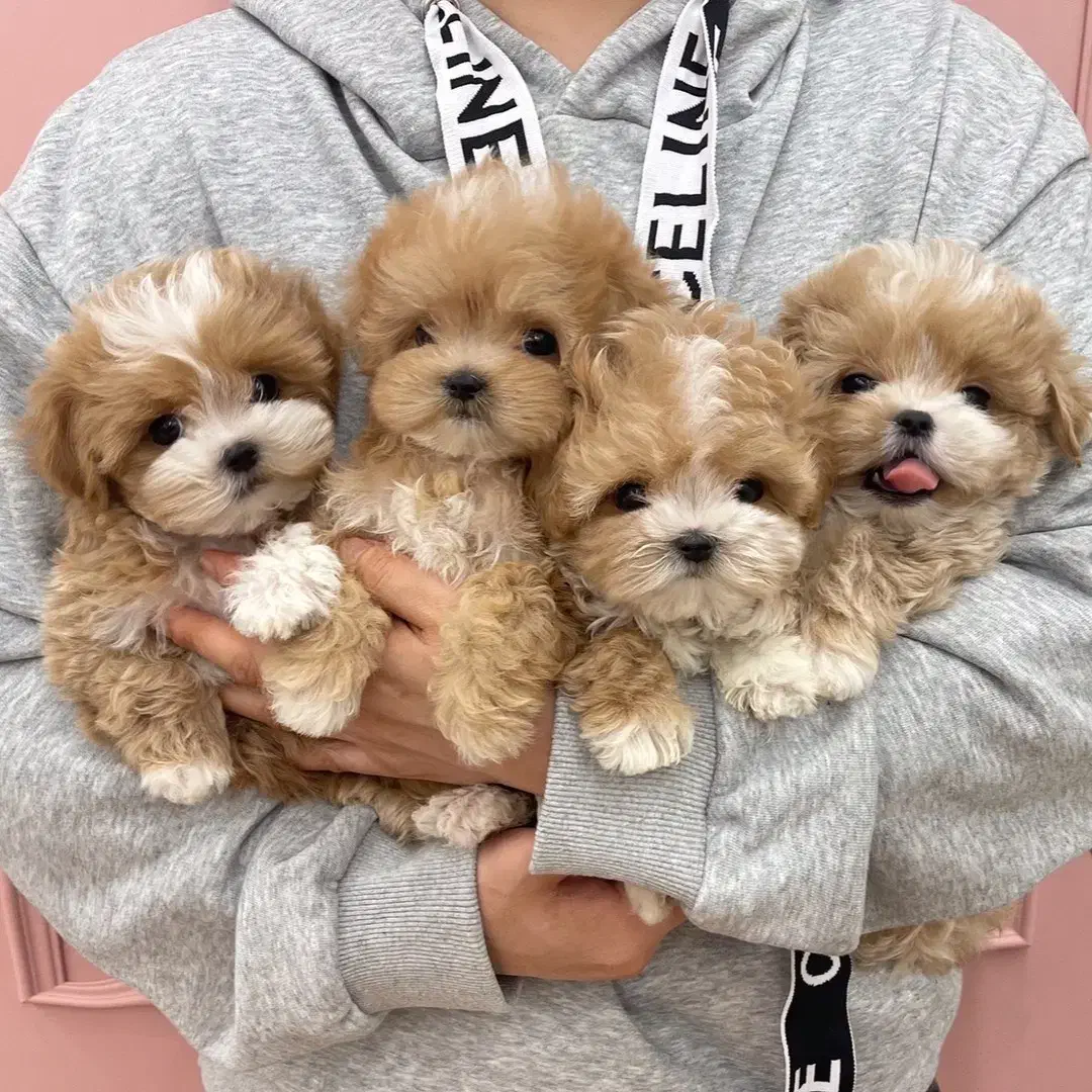 سگ پودل فنجونی نروماده2ماه 3900بی واسطه|سگ|تهران, تهرانسر مرکزی|دیوار