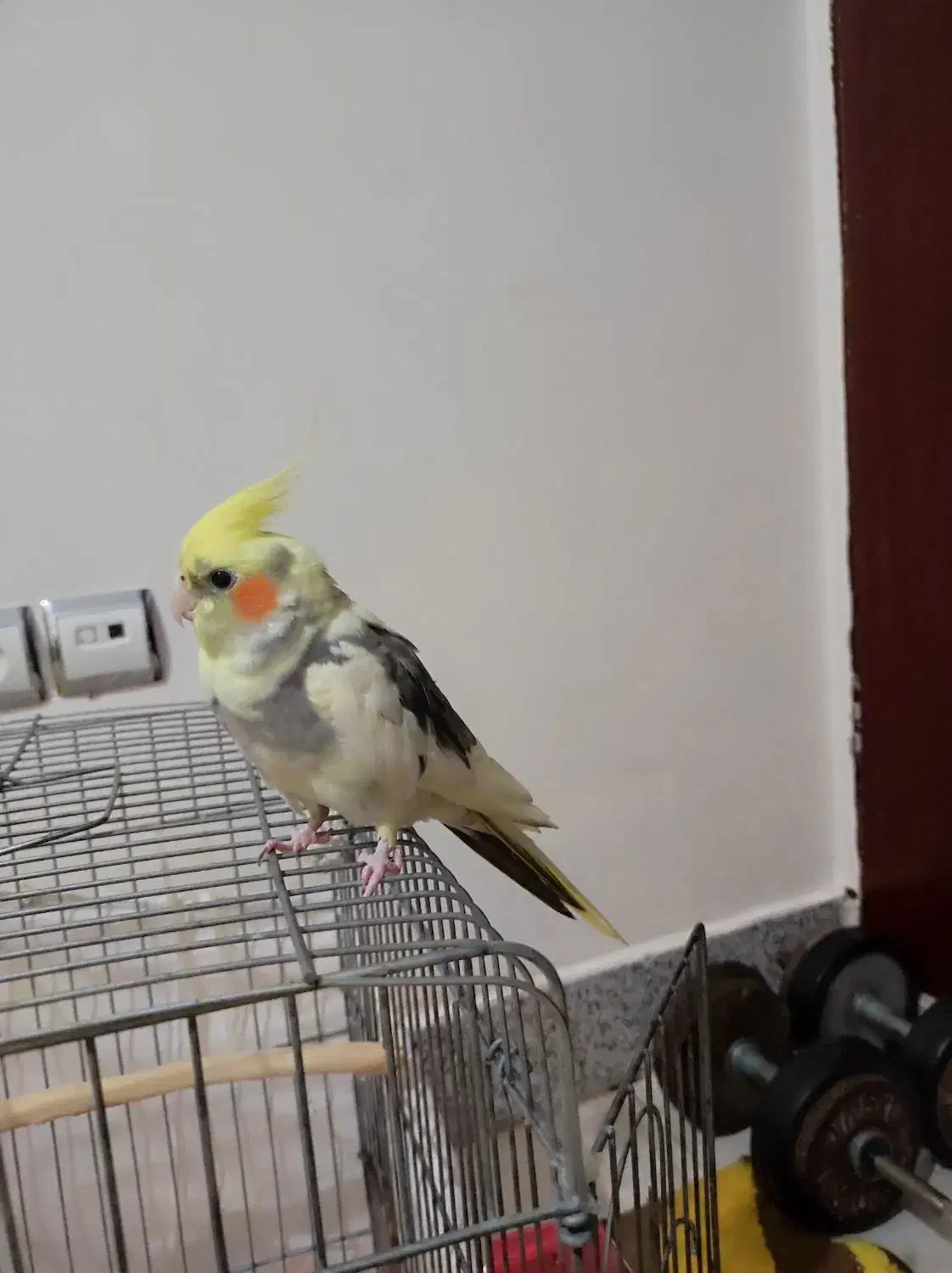 عروس هلندی دستی نر|پرنده|شیروان (خراسان), |دیوار