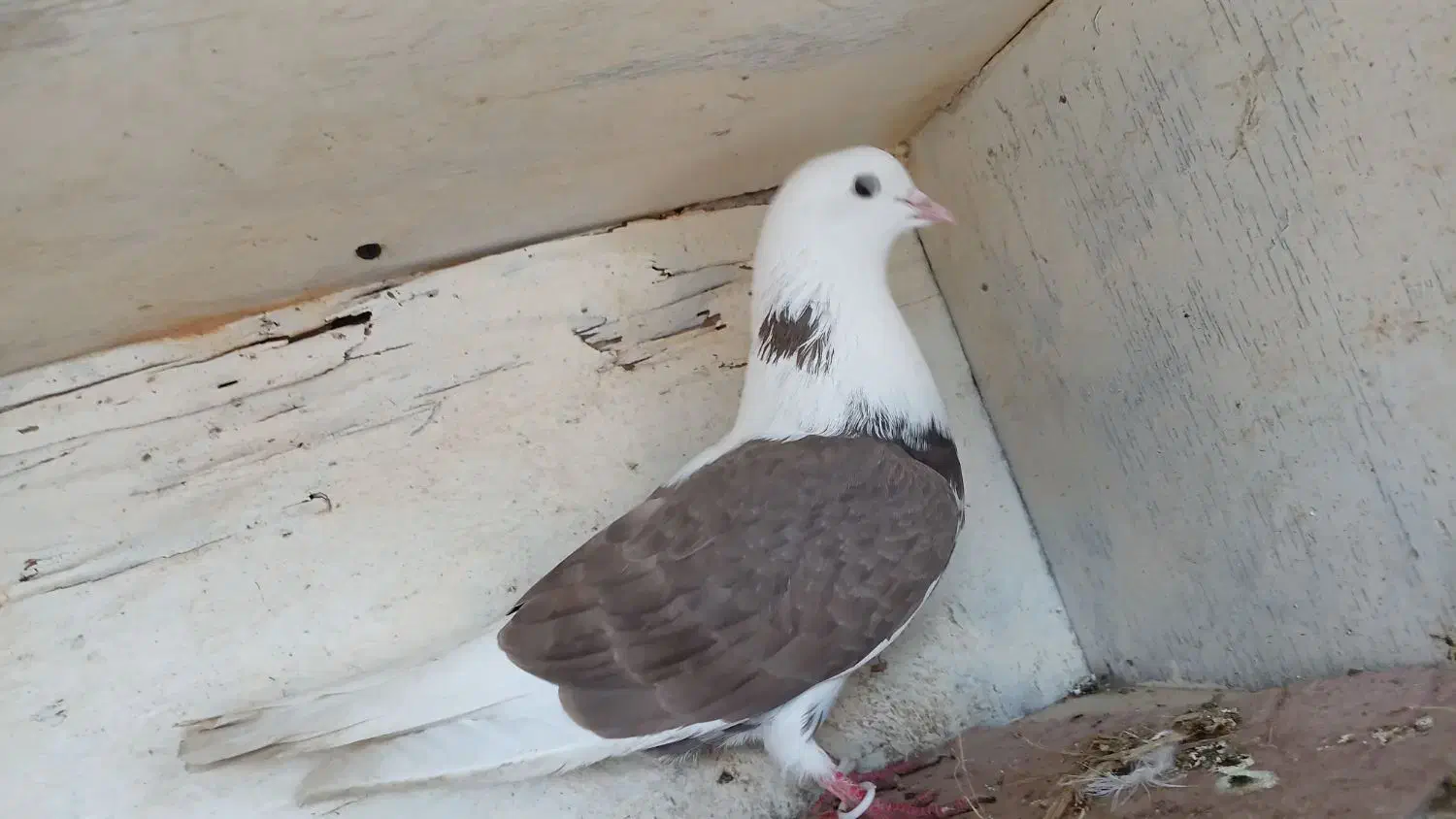 کفتر خوشگل|پرنده|رضوانشهر, |دیوار