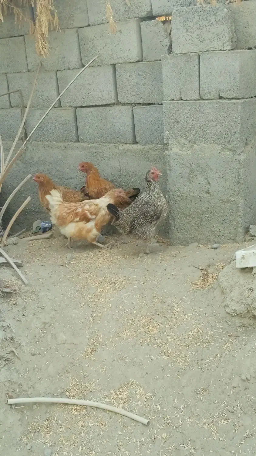 مرغ محلی تخم گذار|حیوانات مزرعه|بند زرک, |دیوار