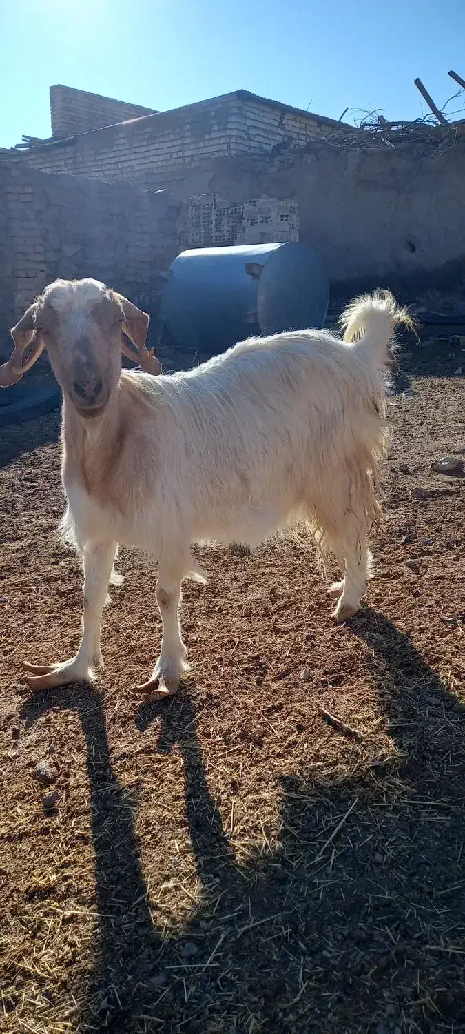 بز دوقلو زا|حیوانات مزرعه|اردکان, |دیوار