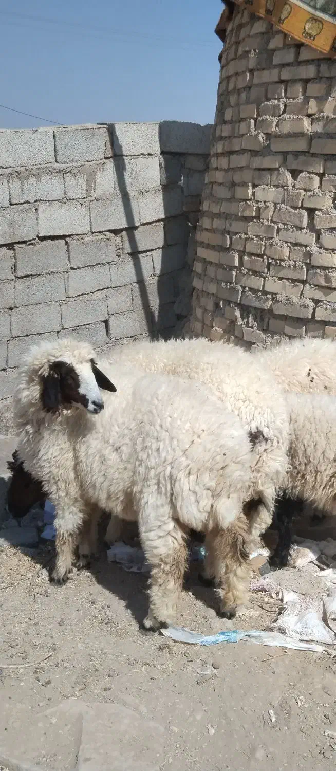۶گوسفند|حیوانات مزرعه|اهواز, پردیس|دیوار