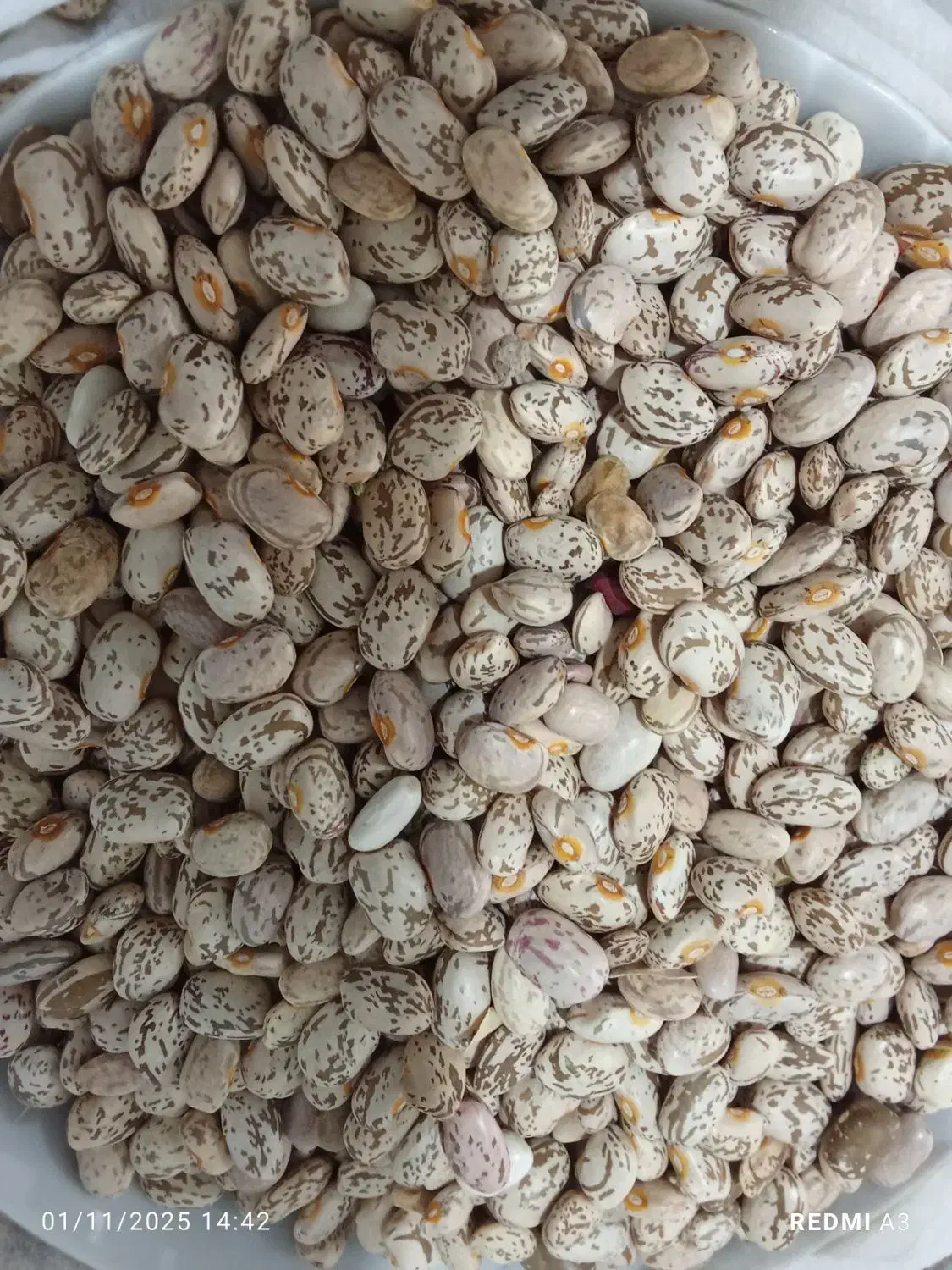 لوبیا چیتی|خوردنی و آشامیدنی|نیشابور, شهرک رضوی|دیوار