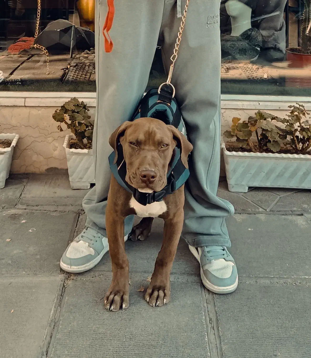 سگ پیتبول نر|سگ|اصفهان, کساره|دیوار