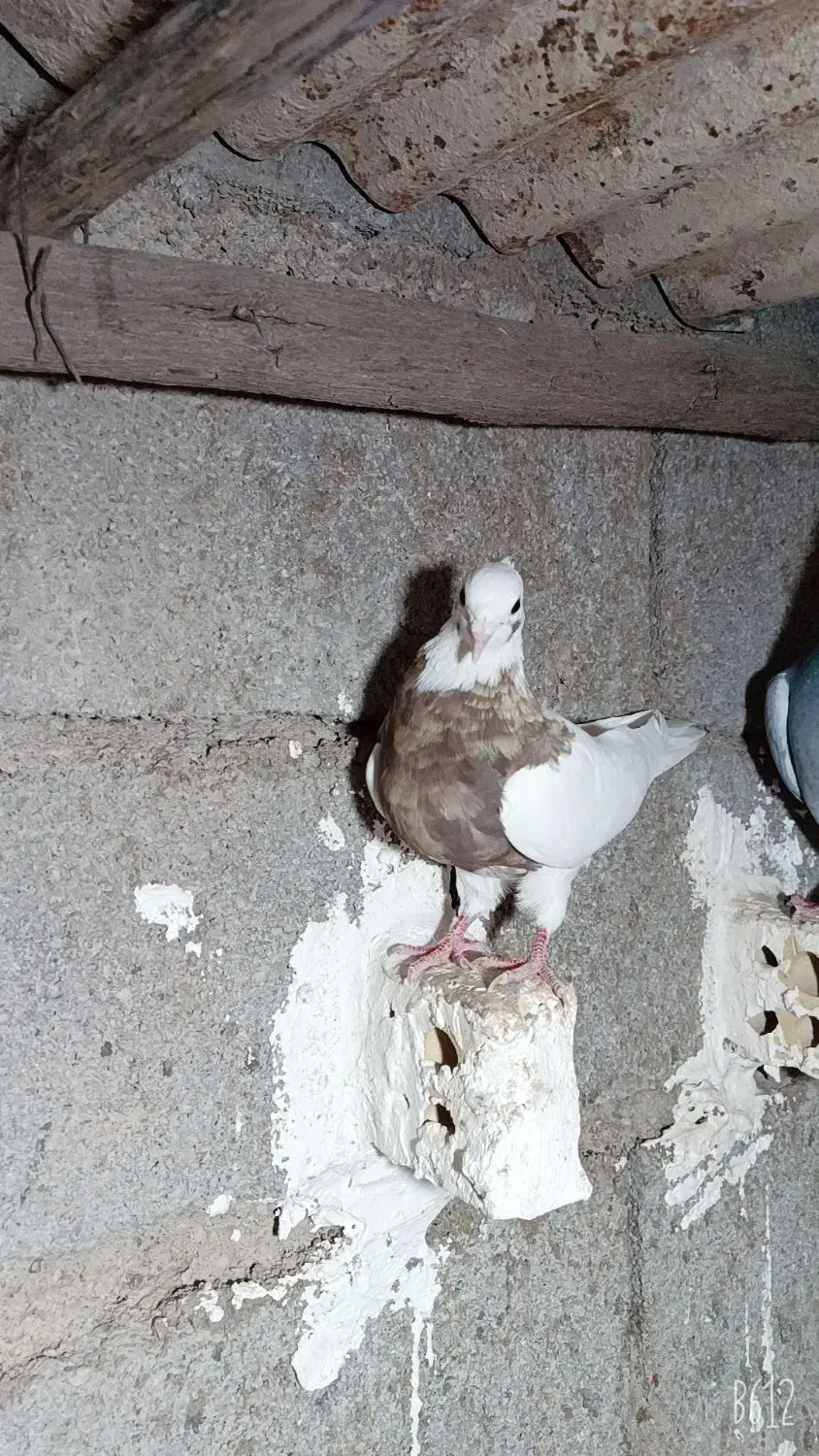 پرنده|پرنده|گتوند, |دیوار