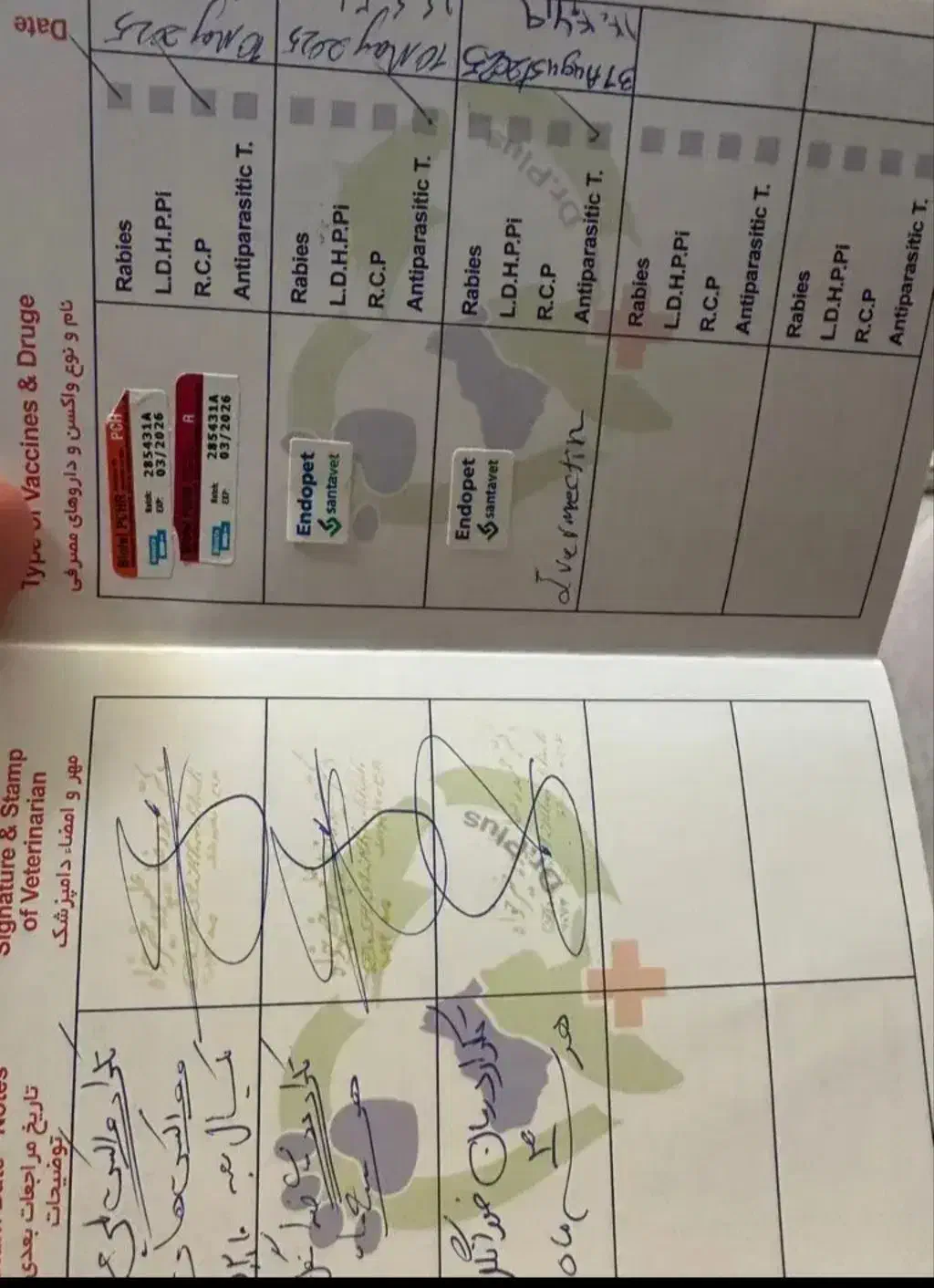 گربه هیمالین cream point|گربه|تبریز, |دیوار