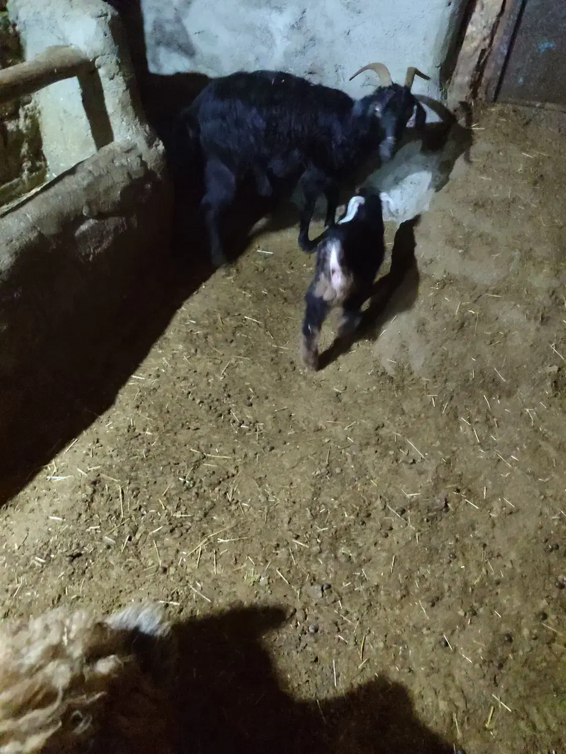 بز با برغاله|حیوانات مزرعه|دهگلان, |دیوار