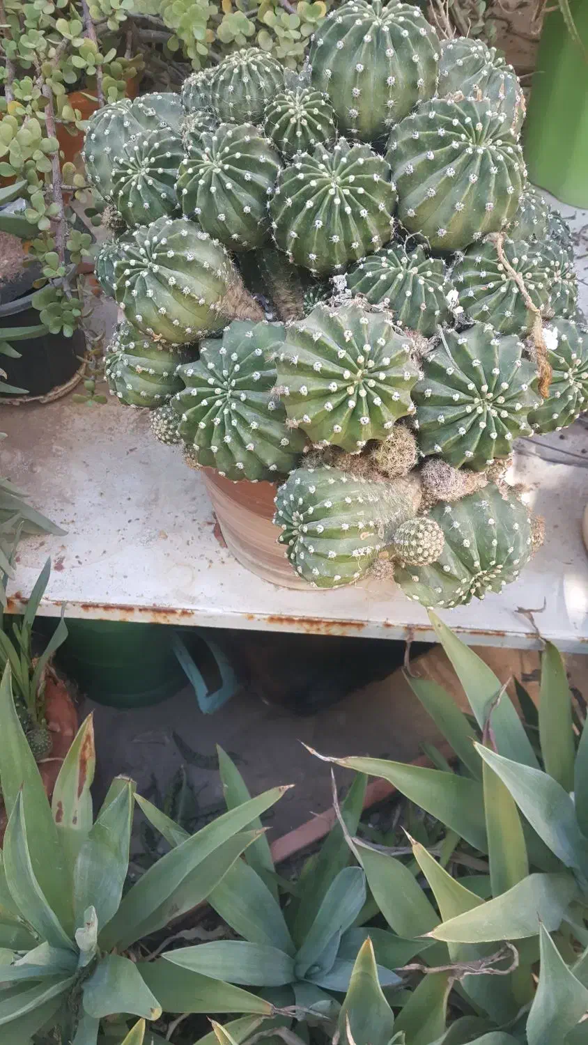 فروش گل|گل و گیاه طبیعی|شیراز, کیان شهر|دیوار