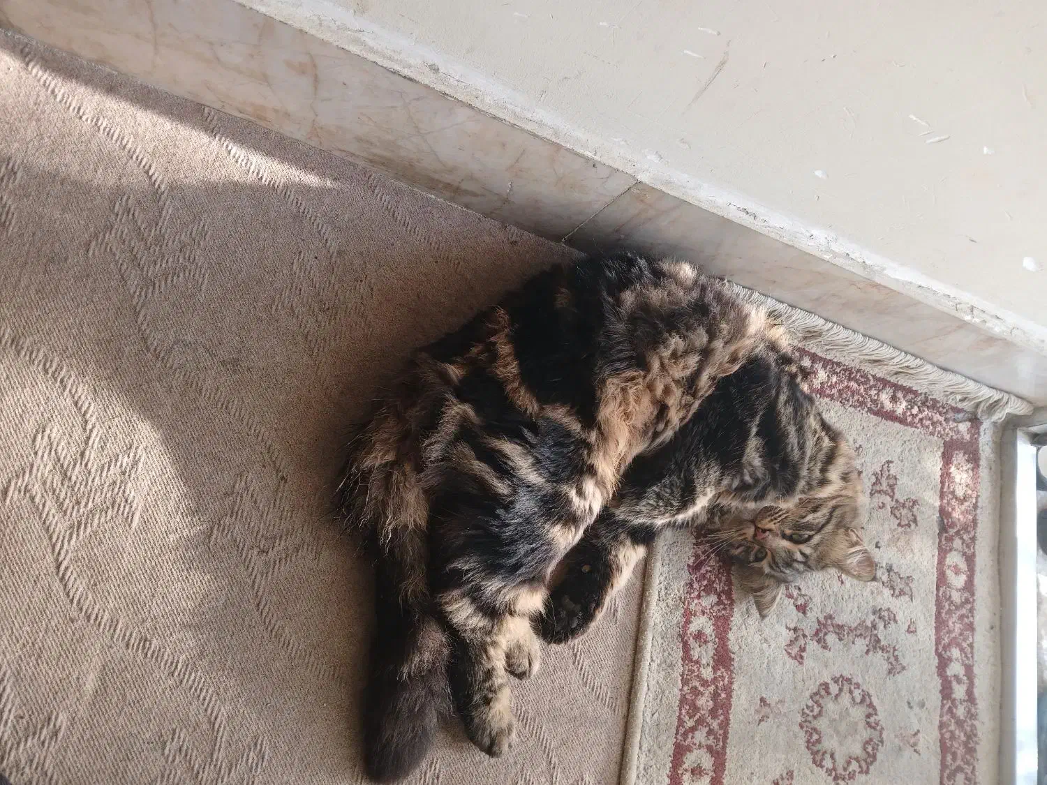 گربه گمشده|حیوانات|بجنورد, |دیوار