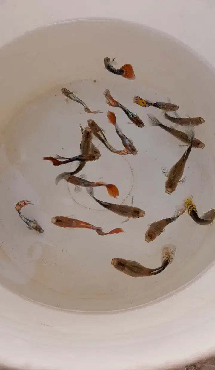 ماهی گوپی ومولی.وسایل وتجهیزات آکواریوم.غذارایگان|ماهی|اصفهان, پینارت|دیوار