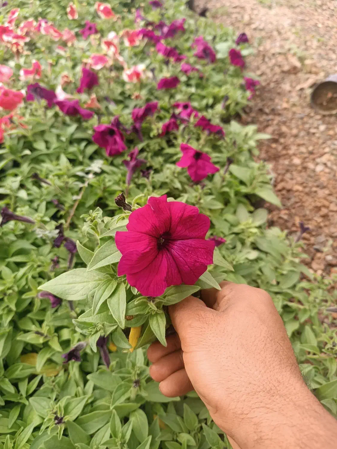 تولید گلهای باغچه ای وفضای سبز شرکت های وویلا|گل و گیاه طبیعی|لامرد, |دیوار