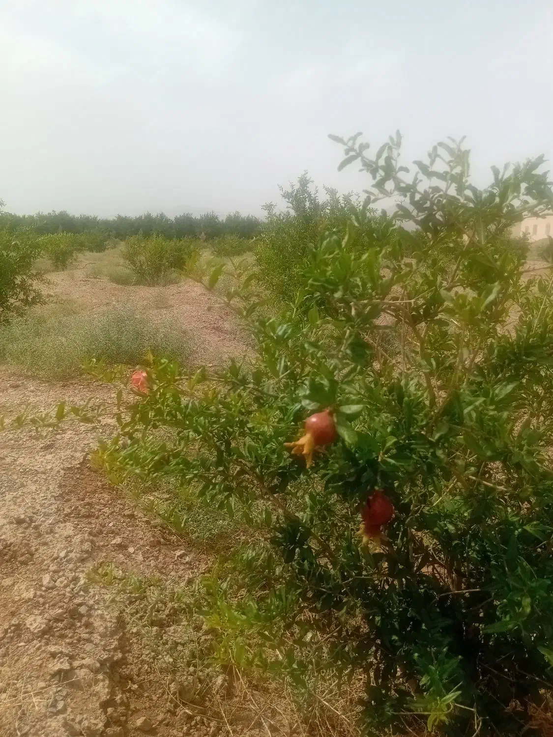 فروش یک قطعه زمین باغی با درخت با مجوز دیوار کشی|فروش دفتر صنعتی، کشاورزی، تجاری|شهرضا, |دیوار
