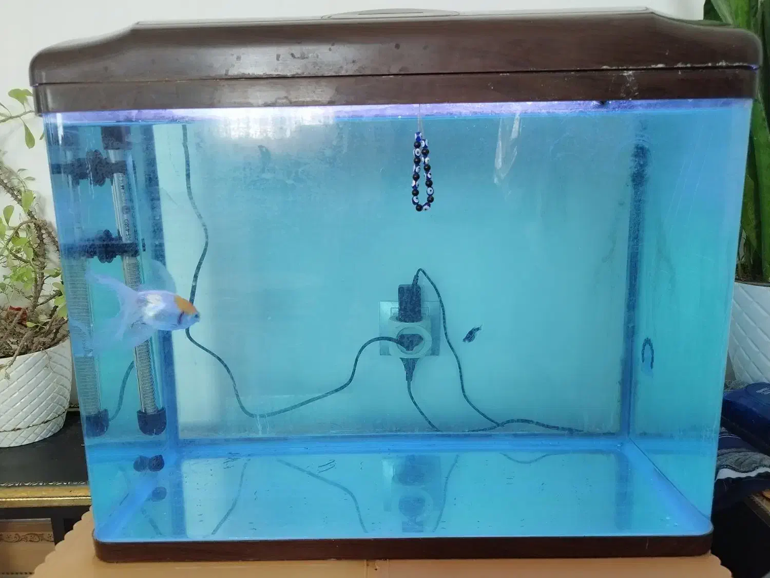 آکواریوم دلسا|ماهی|اراک, |دیوار