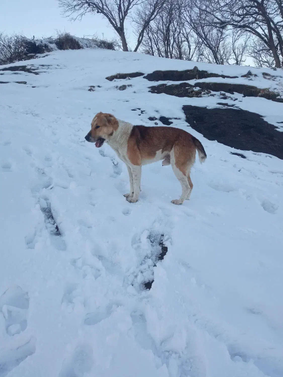 یک سگ|سگ|مریوان, |دیوار