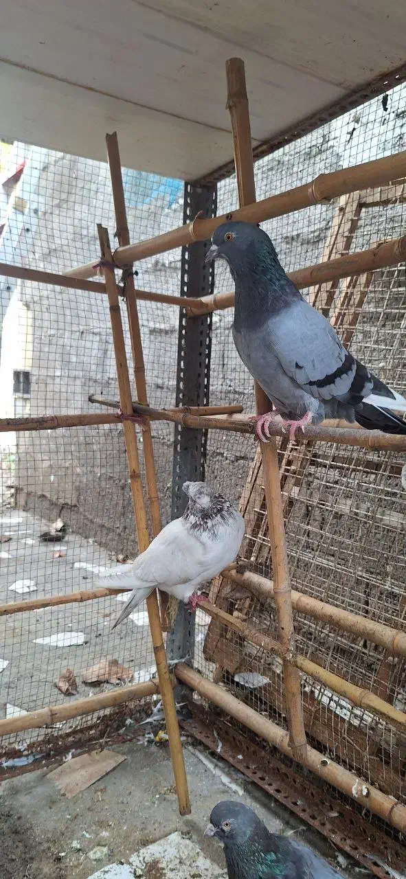 کبوتر پرشی نر سبز دست سفید و کله دار کاکلی|پرنده|رشت, کوی جام جم|دیوار