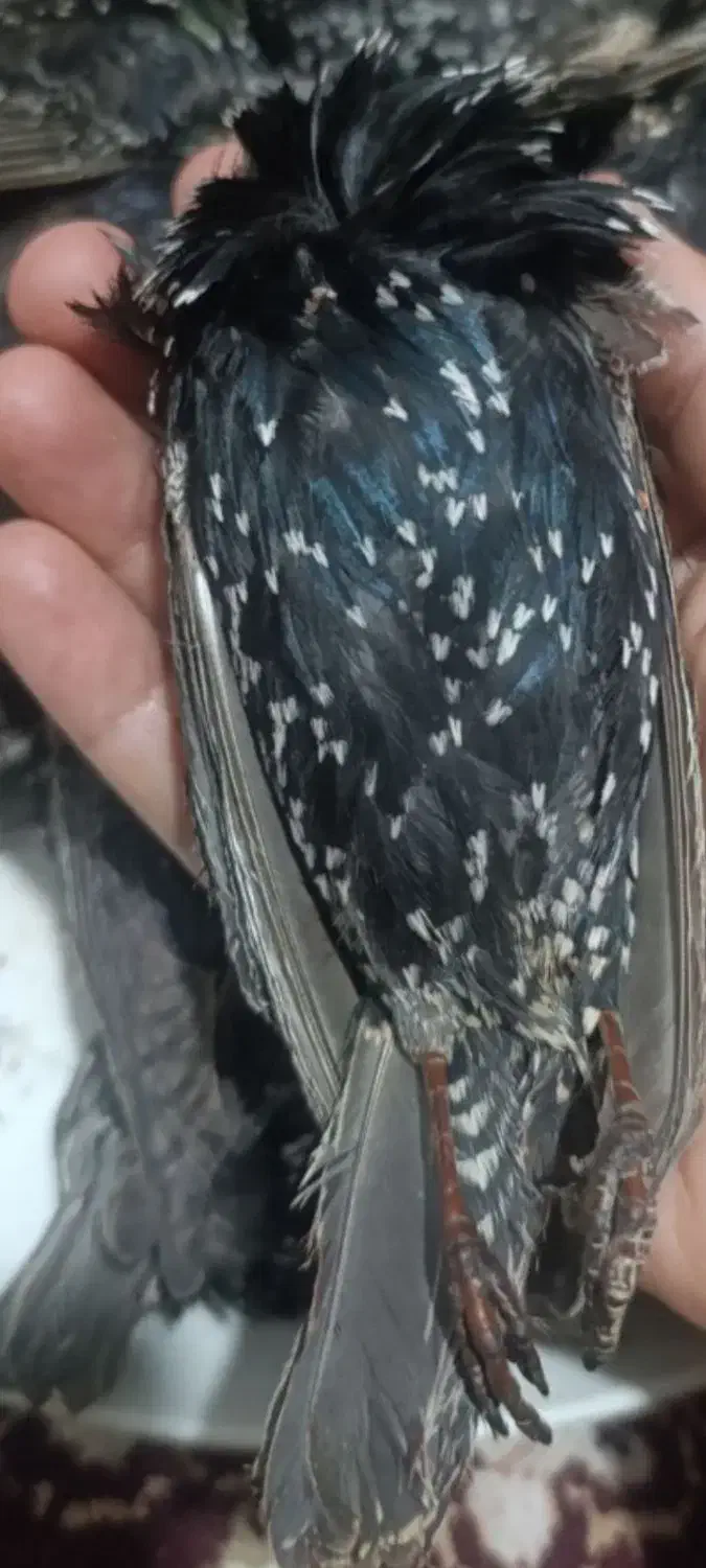 بعیجی  صید شبچ|پرنده|سوسنگرد, |دیوار