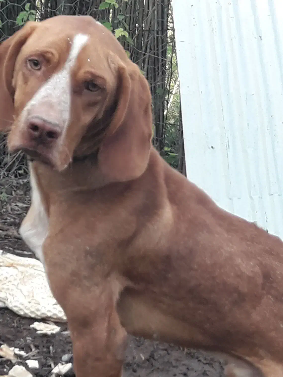 سگ پیونتر|سگ|رودبنه, |دیوار