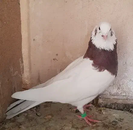 کبوتر طوقی نر پنج عدد و یک ماده|پرنده|زابل, |دیوار