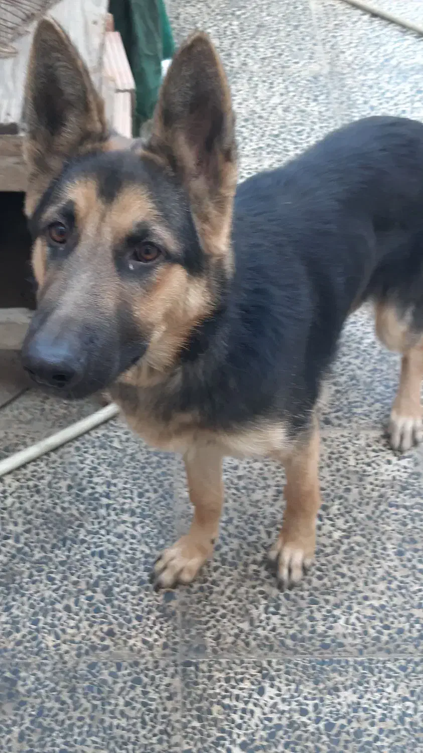 ژرمن شپرد|سگ|گنبد کاووس, |دیوار