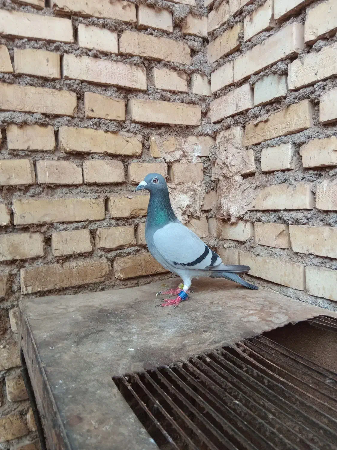 کویت|پرنده|آبادان, |دیوار