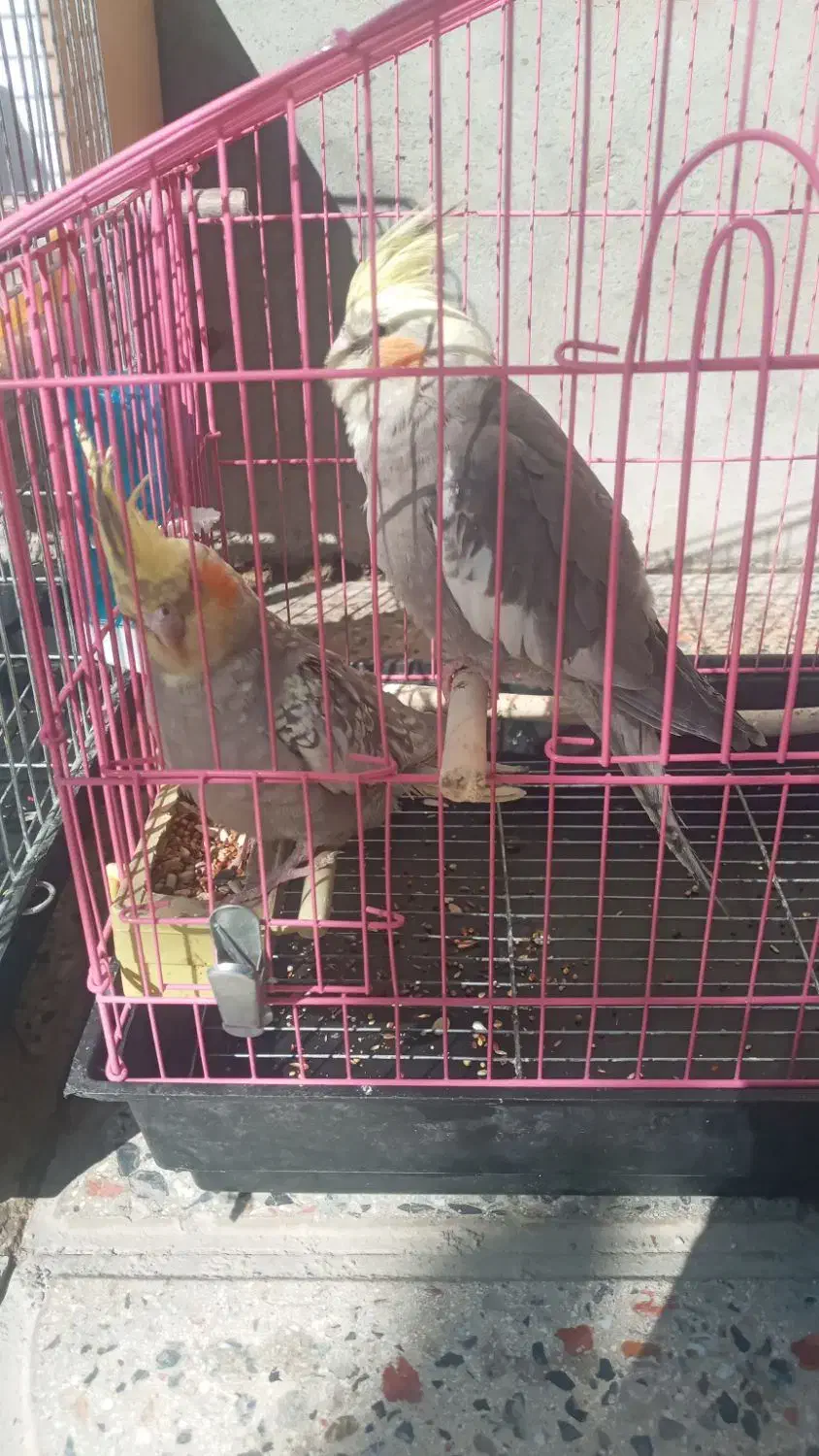 عروس هلندی|پرنده|فارسان, |دیوار