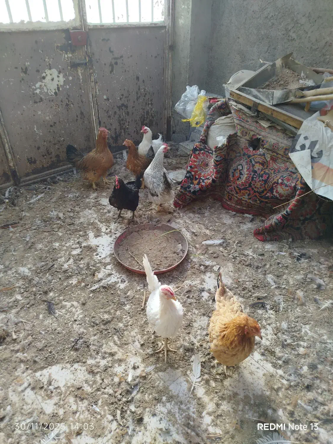 سلام مرغ محلی دونی 300ت فقط تماس|حیوانات مزرعه|بیرجند, |دیوار