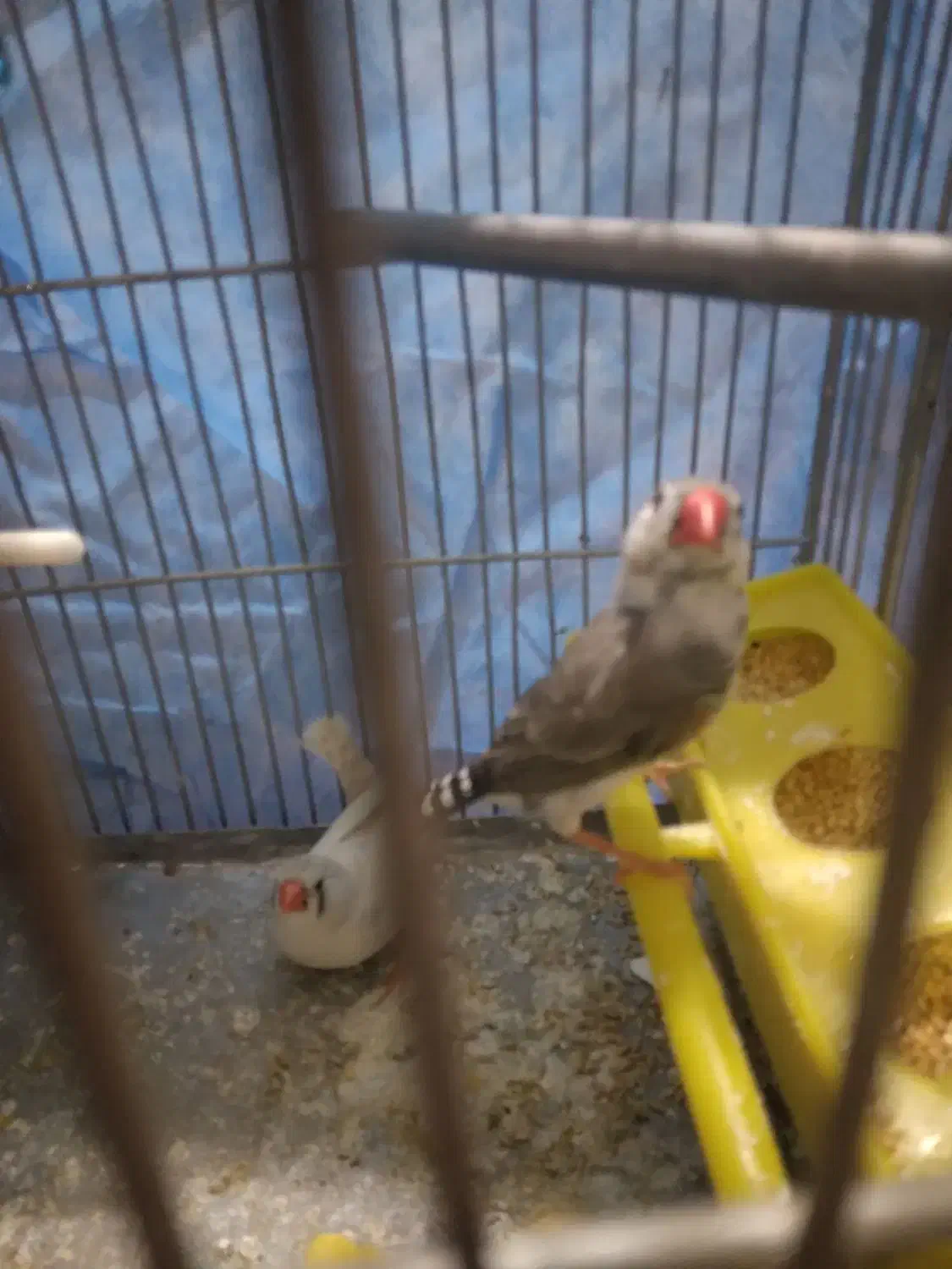 فنج خوارزمی ۸عدد|پرنده|قرچک, شهرک طلائیه|دیوار