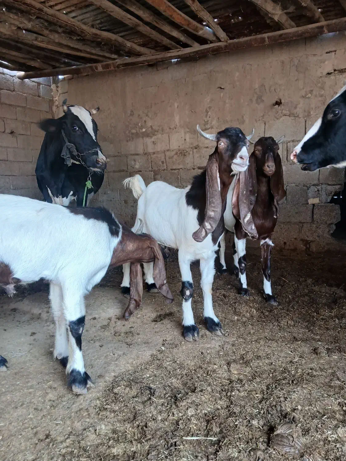 بز افغانی دوعدد نر هویزه|حیوانات مزرعه|اهواز, بهارستان|دیوار