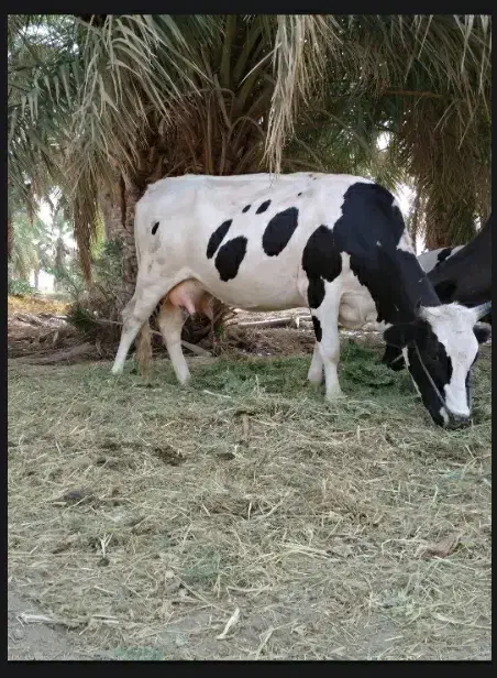 فروش فوری گاو آبستن|حیوانات مزرعه|بمپور, |دیوار