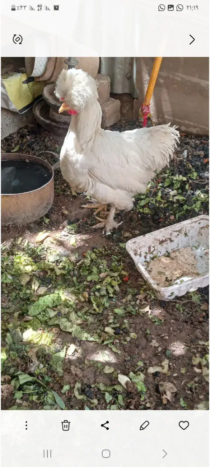 فروش دو عدد مرغ لهستانی|حیوانات مزرعه|شیراز, پشم شیشه|دیوار