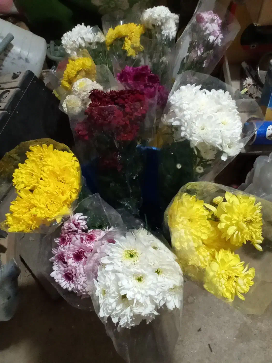 گل داودی|گل و گیاه طبیعی|یزد, |دیوار