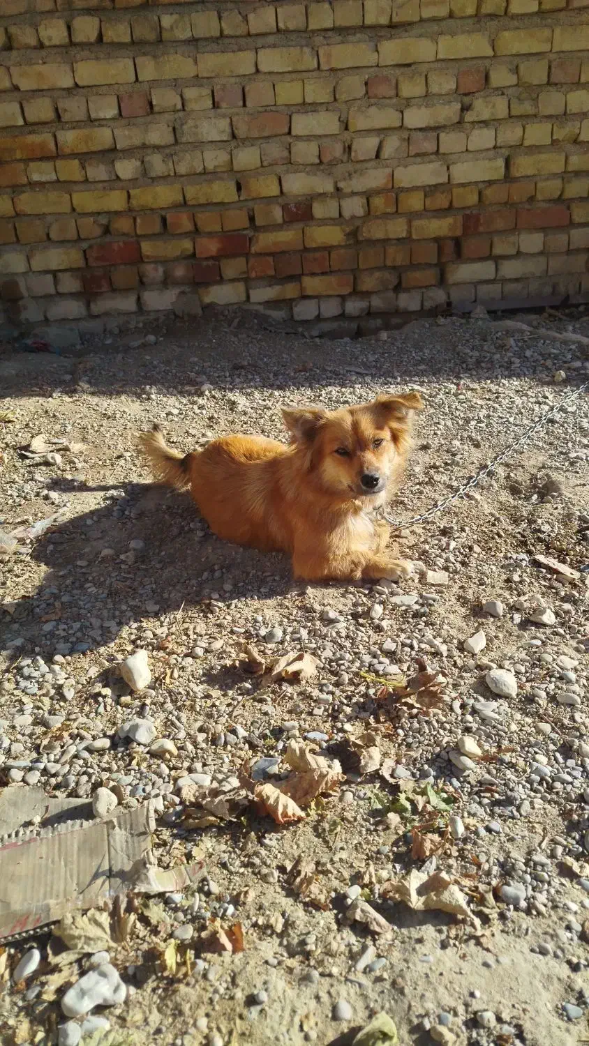 سگ ماده استیپز خانگی|سگ|مرودشت, فیروزی|دیوار