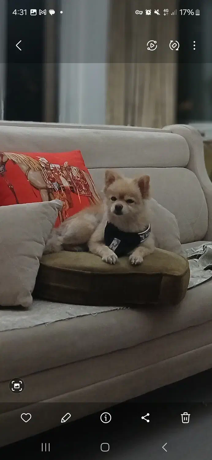 گمشده|حیوانات|هشتگرد, شهرک گلها|دیوار