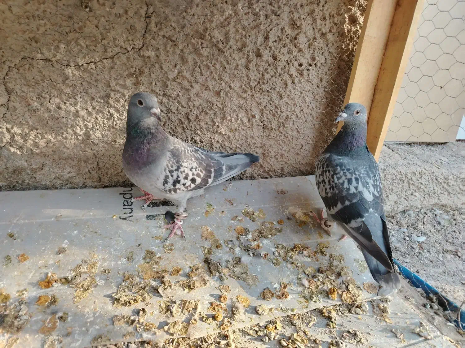 کفتر پلاکی|پرنده|فلاورجان, |دیوار