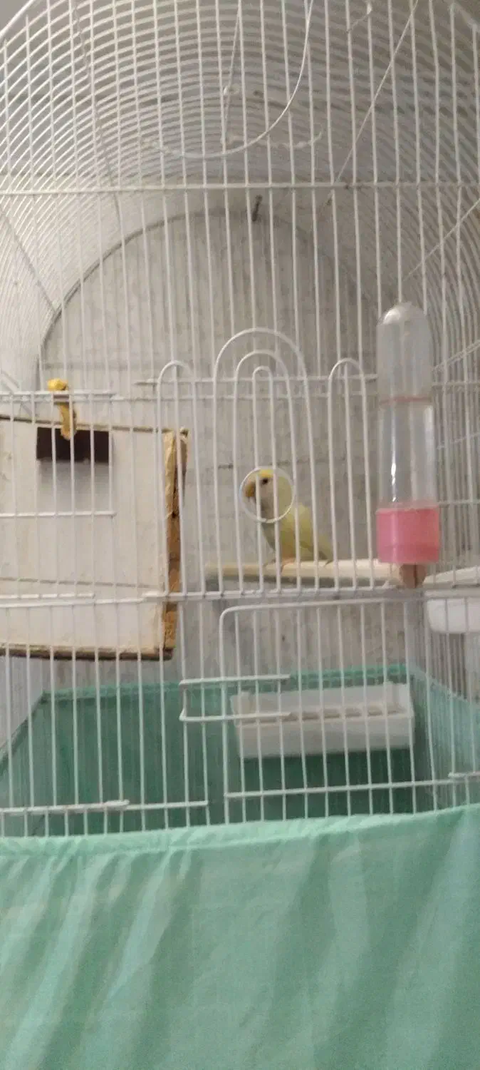 طوطی برزیلی با دوتا جوجه دو هفته ای|پرنده|پردیس, فاز ۴|دیوار