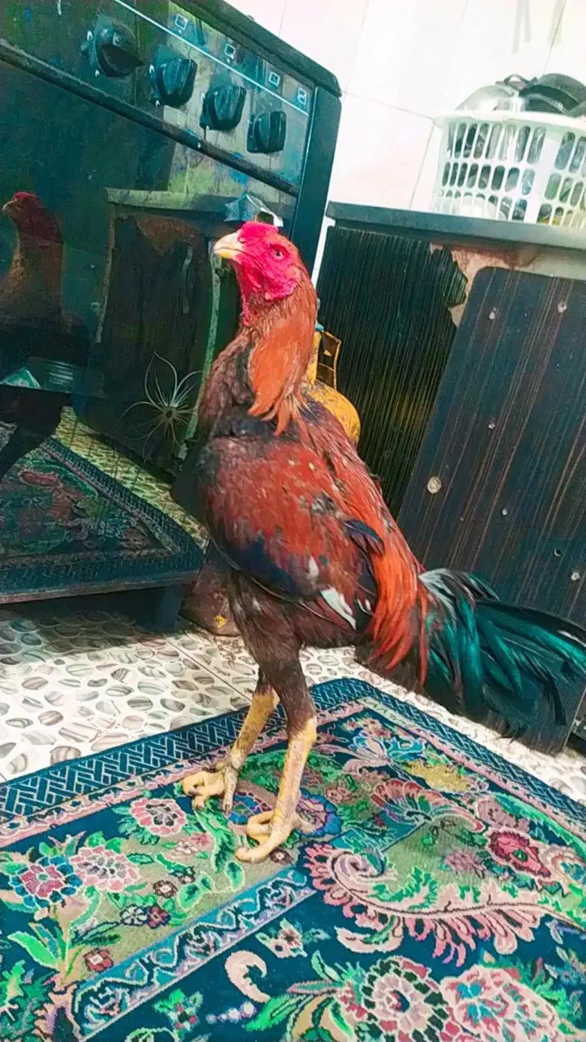 جوجه خروس لاری افغان عطیقه 4 دانگ|حیوانات مزرعه|زاهدان, |دیوار