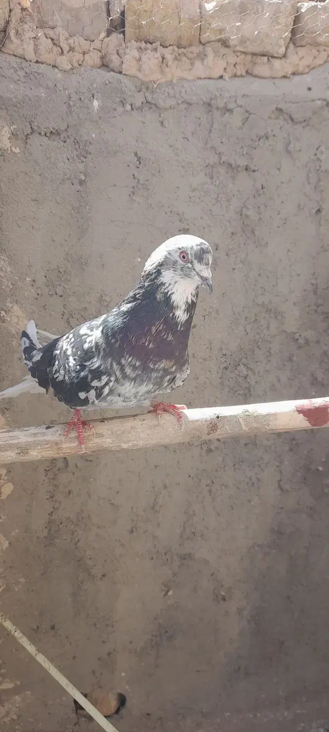 سفید چشم ونوک.سروردم سفید..سبز|پرنده|خمینی‌شهر, |دیوار