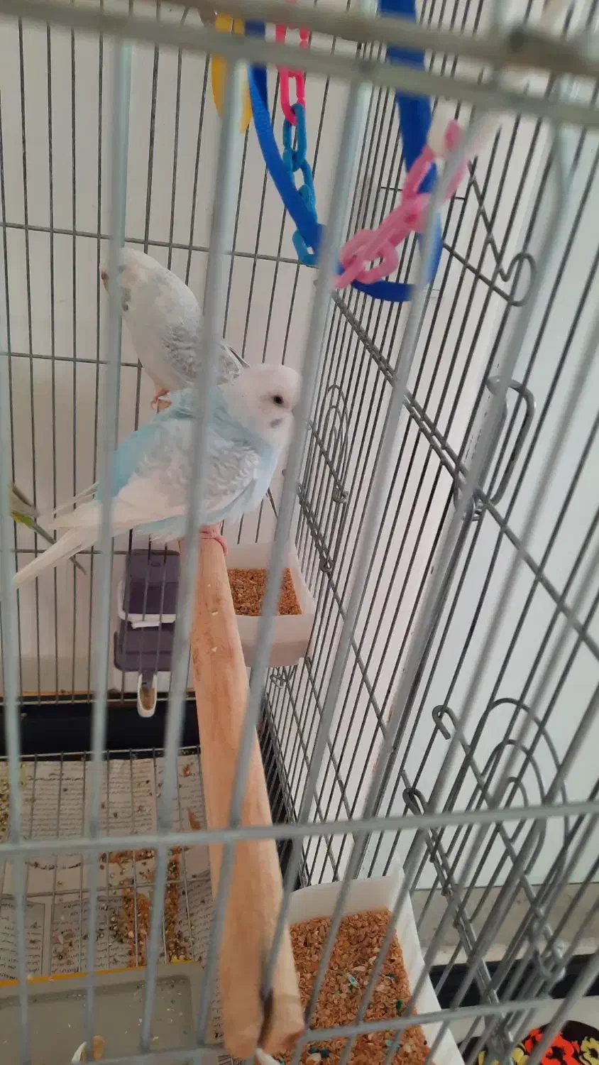 مرغ عشق|پرنده|محمدشهر, محمدشهر|دیوار