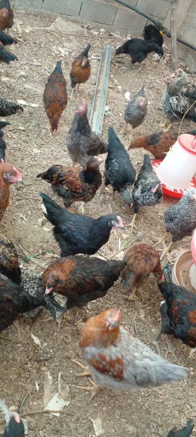 مرغ نیمچه  سه ماهه بلک استار و گلپایگانی|حیوانات مزرعه|پاکدشت, پاکدشت (مامازند)|دیوار