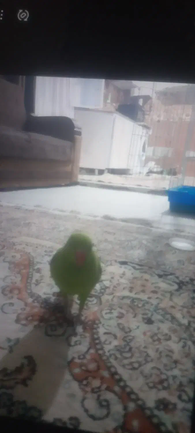 گمشده طوطی ملنگو|پرنده|سقز, |دیوار