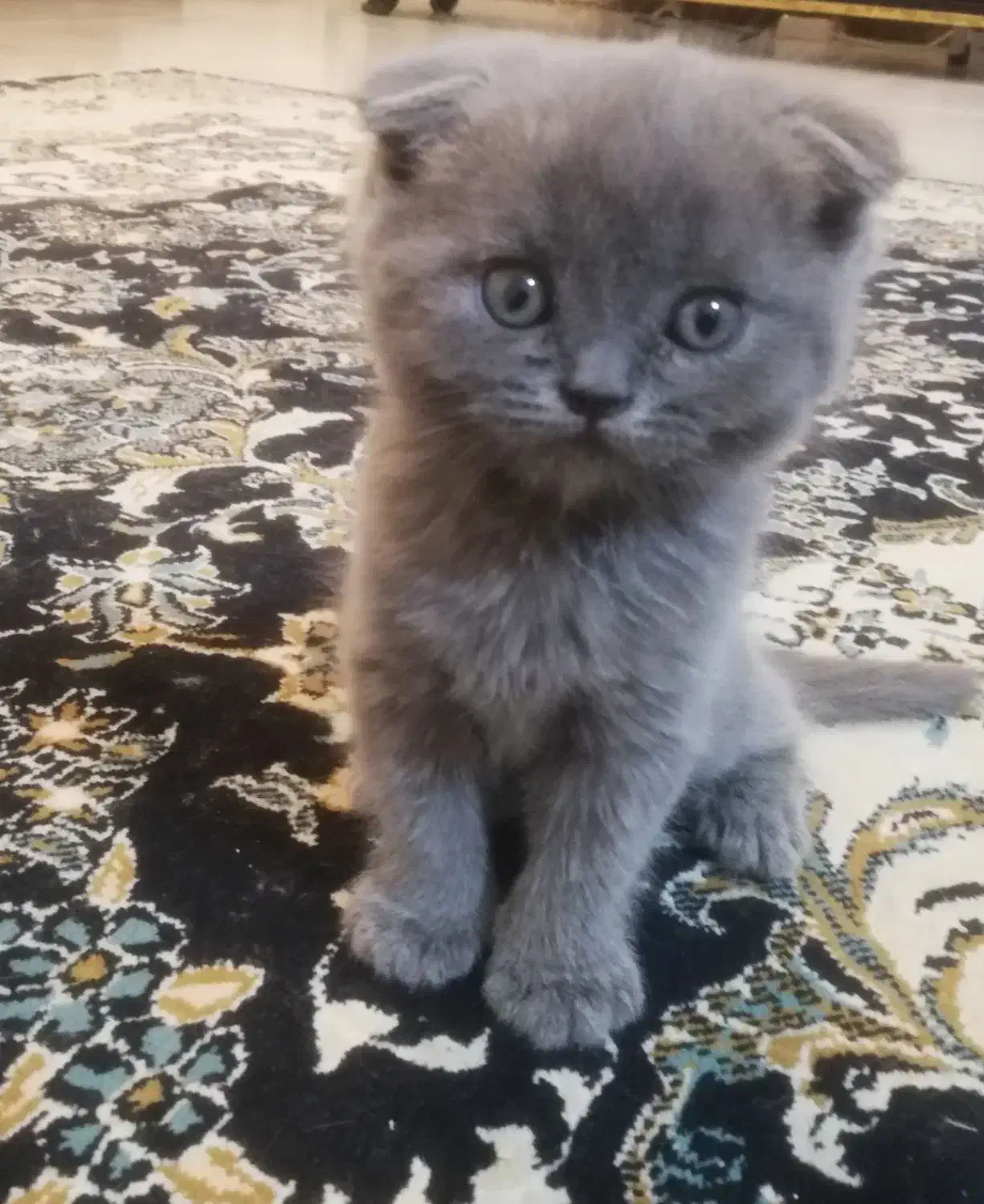 بچه گربه اسکاتیش فولد|گربه|پردیس, فاز ۹|دیوار