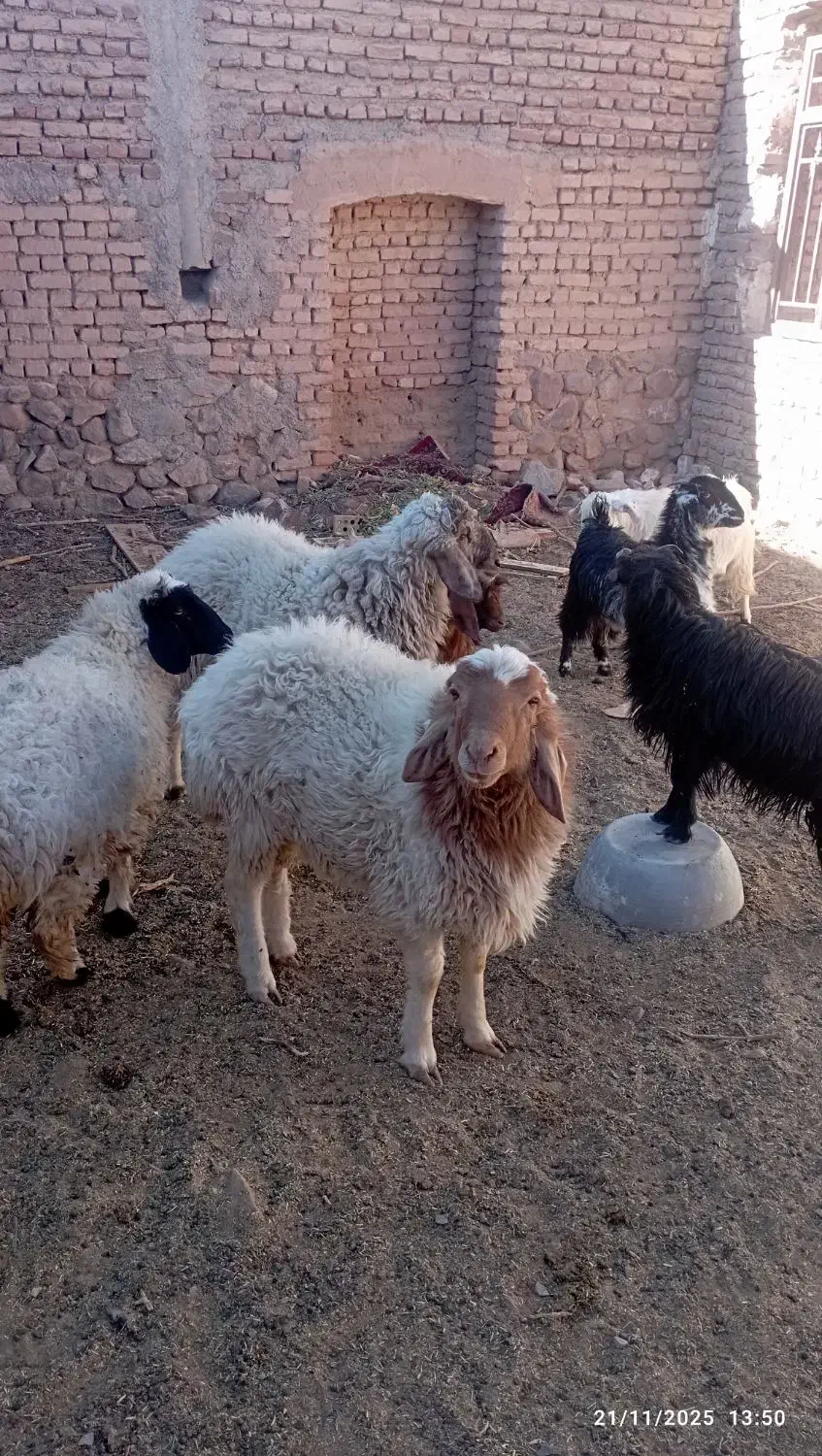 بزغاله وبره فروشی|حیوانات مزرعه|بیرجند, |دیوار