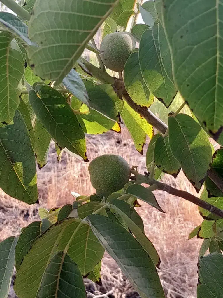 باغ|فروش خانه و ویلا|مرودشت, رودبال|دیوار