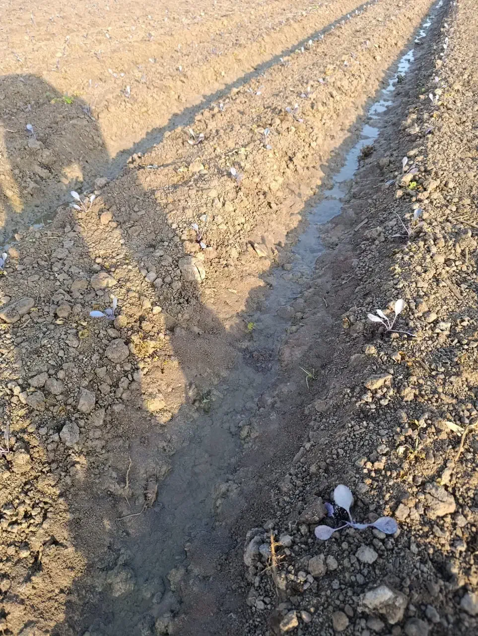 کارگر کشاورزی و نشاء کار ماهر|خدمات باغبانی و درختکاری|دزفول, |دیوار