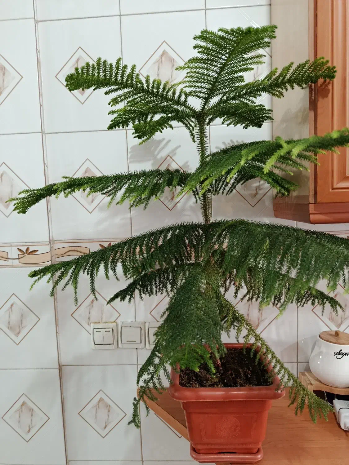 کاج مطبق|گل و گیاه طبیعی|دهگلان, |دیوار