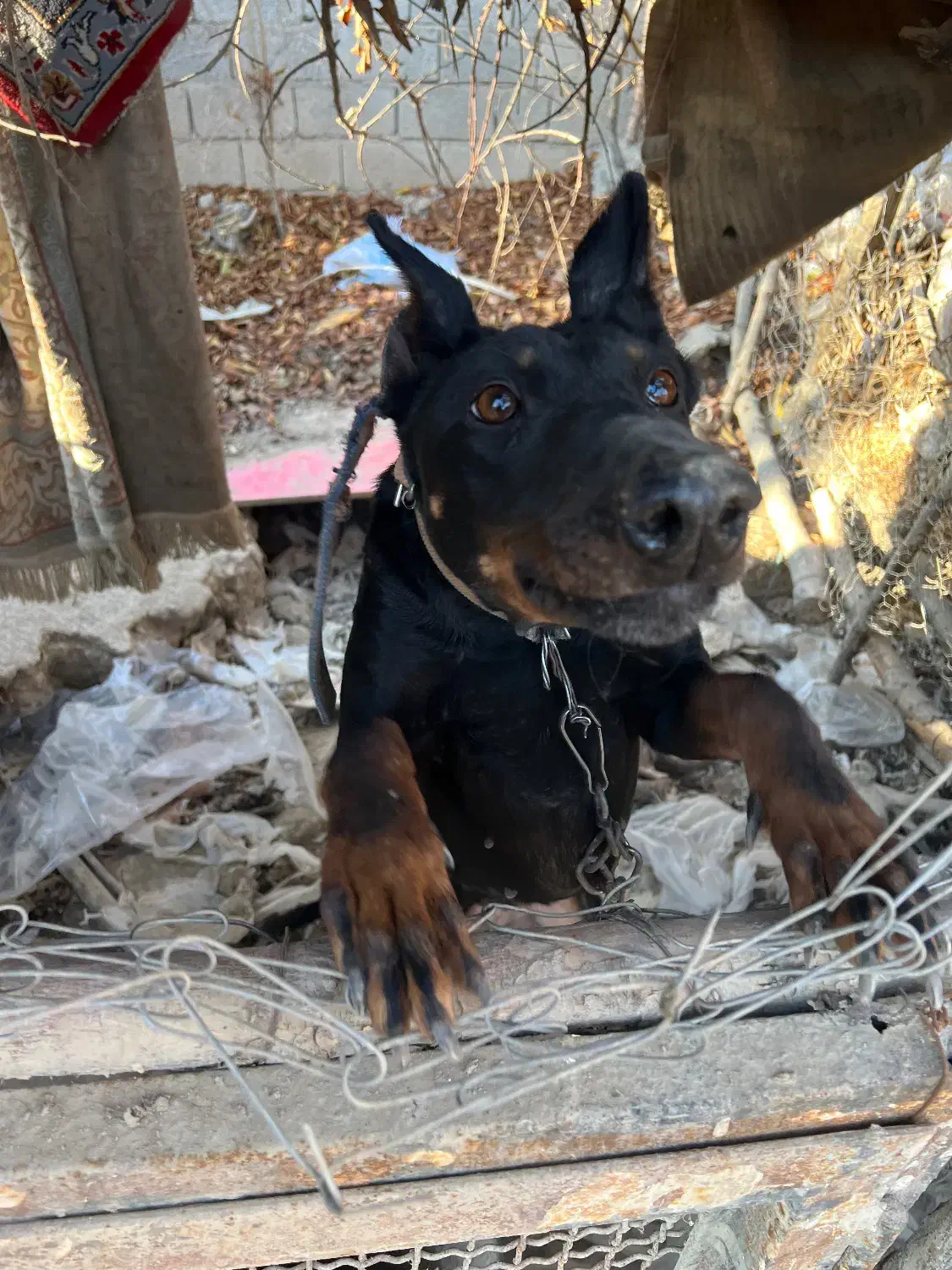 سگ دوبرمن اصیل|سگ|وحیدیه, |دیوار