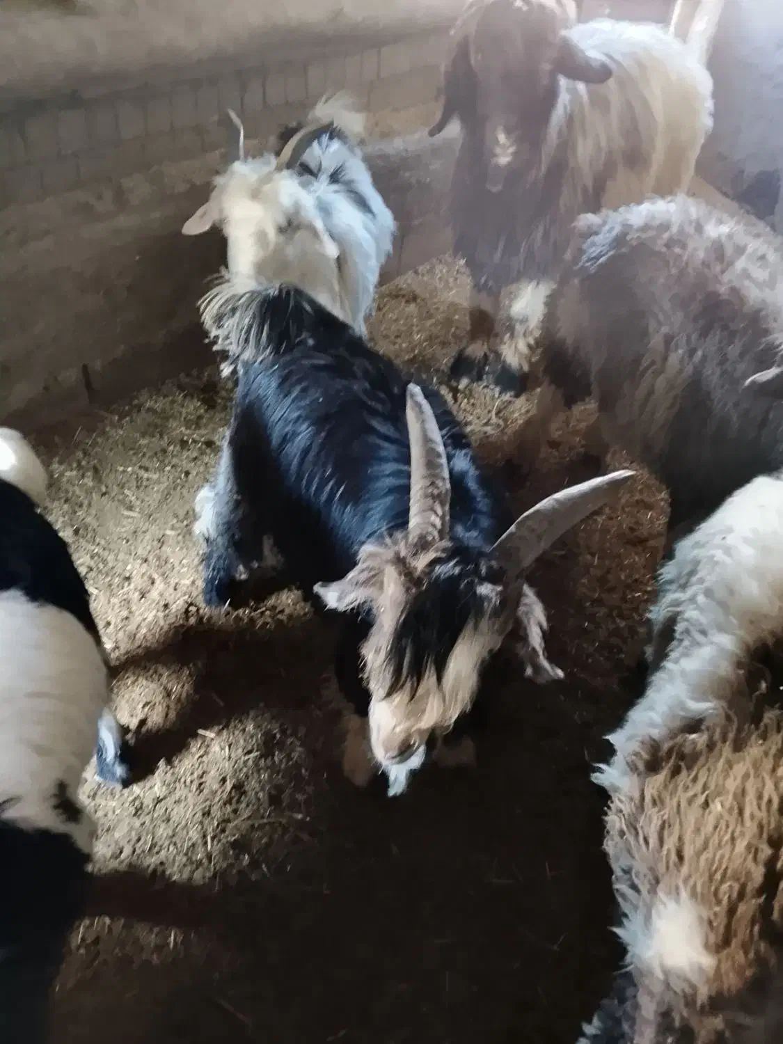 بزقاله تخمی دقلو|حیوانات مزرعه|صمصامی, |دیوار